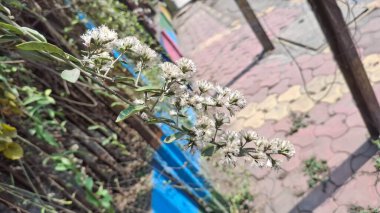 Bahçedeki güzel çiçekler