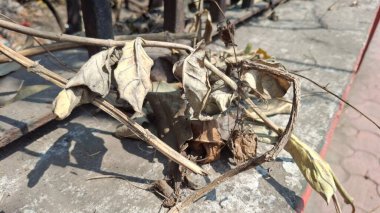 bir ağaç üzerinde kuru yapraklar