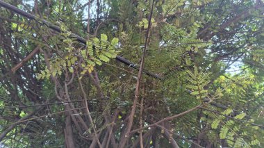 Ağaç gövdesi dokusu, bitki örtüsü ve doğa arka planı