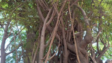 Ağaçların dalları, bahçelerdedir.