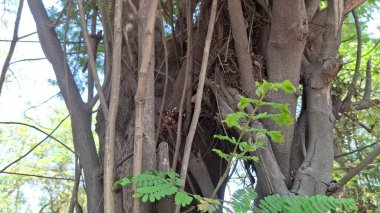 Ormandaki yeşil ağaç