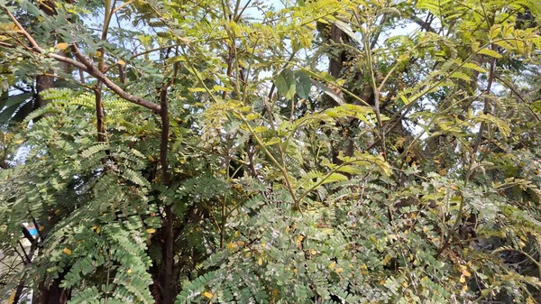 Güzel botanik fotoğrafı, doğal duvar kağıdı.
