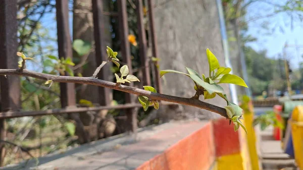 Barselona şehrinin manzarası