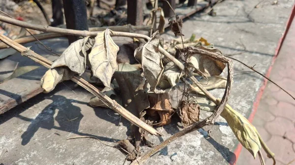 bir ağaç üzerinde kuru yapraklar