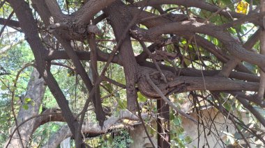 Ormandaki ağaç doğada.