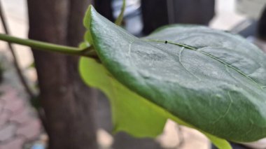 yeşil bitki yaprakları, bitki yaprakları