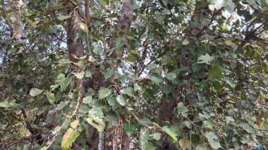 Ormanda yeşil ağaçlar