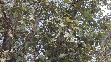 Ormanda yeşil yapraklar