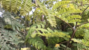 Ormanda yeşil yapraklar