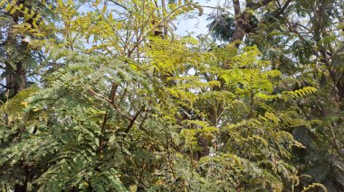 Ağaç dalları, bitki örtüsü.