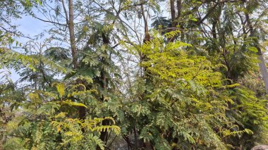 Parktaki ormanın güzel manzarası