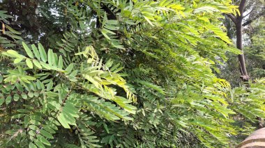 Ormanda yeşil yapraklar