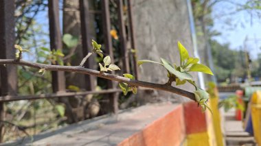 Bahçede yeşil yapraklar