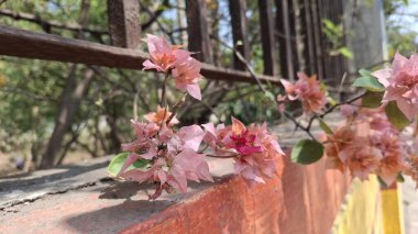 Çiçeklerin açtığı manzara