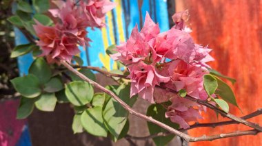 Bahçedeki güzel çiçekler