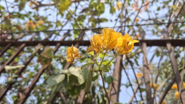 Güzel botanik fotoğrafı, doğal duvar kağıdı.