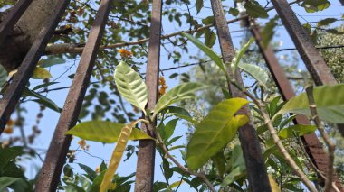 Bahçedeki bir ağacın yeşil yaprakları
