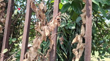 Bahçedeki kuru yapraklar