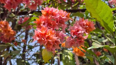 Bahçedeki güzel çiçekler