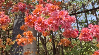 Bahçedeki pembe çiçekler