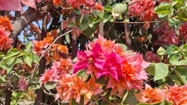 Bahçedeki güzel pembe çiçek