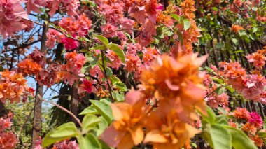 Güzel botanik fotoğrafı, doğal duvar kağıdı.