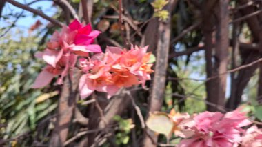 Güzel botanik fotoğrafı, doğal duvar kağıdı.