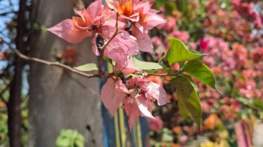 Güzel botanik fotoğrafı, doğal duvar kağıdı.
