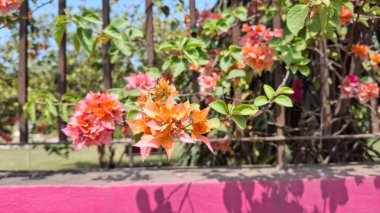 Bahçedeki güzel çiçekler