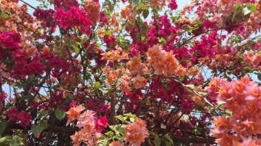 Bahçedeki güzel çiçekler