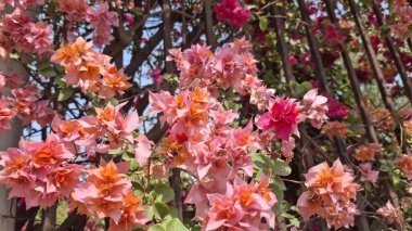 Bahçedeki güzel çiçekler