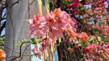 Güzel botanik fotoğrafı, doğal duvar kağıdı.