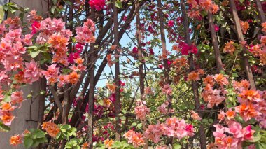 Bahçedeki güzel çiçekler