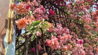 Güzel botanik fotoğrafı, doğal duvar kağıdı.