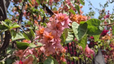 gündüz açık büyüyen renkli çiçekler yakın