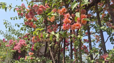 Bahçedeki güzel çiçekler