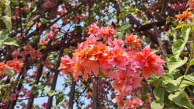 Güzel botanik fotoğrafı, doğal duvar kağıdı.