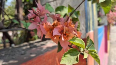 Güzel botanik fotoğrafı, doğal duvar kağıdı.