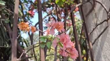 Bahçedeki güzel çiçekler