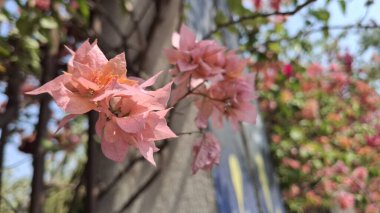 Bahçedeki güzel çiçekler