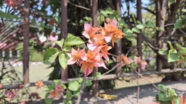Güzel botanik fotoğrafı, doğal duvar kağıdı.
