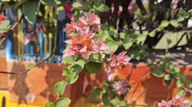 Bahçedeki güzel çiçekler