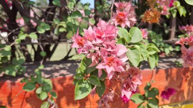 Bahçedeki güzel pembe çiçekler