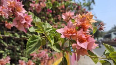 Bahçedeki güzel çiçekler