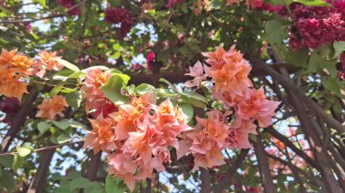Güzel botanik fotoğrafı, doğal duvar kağıdı.