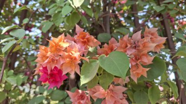 Bahçedeki güzel çiçekler