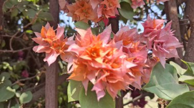 Bahçedeki güzel çiçekler