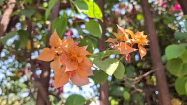 Güzel botanik fotoğrafı, doğal duvar kağıdı.