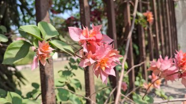 Bahçedeki güzel çiçekler