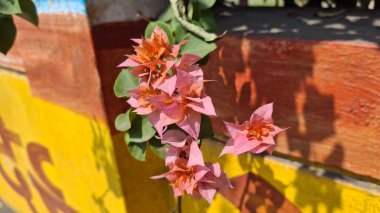 Bahçedeki güzel çiçekler